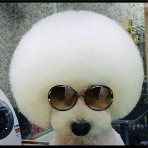 Meet your Posher, Gary